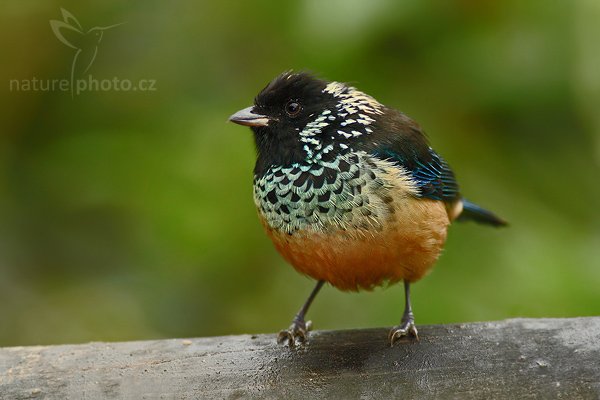 Tangara leskloskvrnná (Tangara dowii), Tangara leskloskvrnná (Tangara dowii), Spangle-cheeked Tanager, Autor: Ondřej Prosický | NaturePhoto.cz, Model: Canon EOS-1D Mark III, Objektiv: Canon EF 200mm f/2.8 L USM + TC Canon 2x, Ohnisková vzdálenost (EQ35mm): 520 mm, stativ Gitzo 1227 LVL + 1377M, Clona: 6.3, Doba expozice: 1/100 s, ISO: 400, Kompenzace expozice: -2/3, Blesk: Ano, Vytvořeno: 19. února 2008 9:42:54, La Paz (Kostarika)